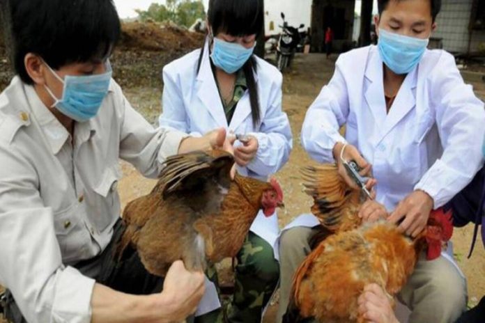 H10N3-bird-flu